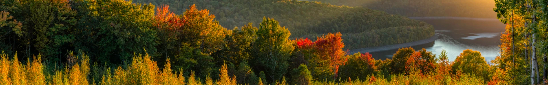 Fall Forest Overlooking a River